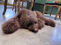 -more than meow吴止猫主题餐厅(承德 中船汇店)