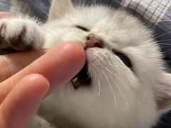 -瑞派动物医院·绝育·犬猫全科·预防医学(光景江南中店)