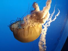 -太平洋海底世界