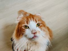 -豆逗聊愈猫阁Easy Life