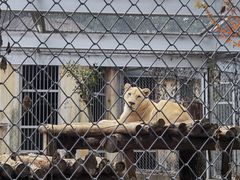-合肥野生动物园