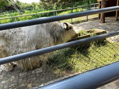 -长白岛森林公园