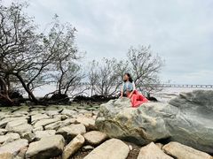 -宝安西湾红树林湿地公园