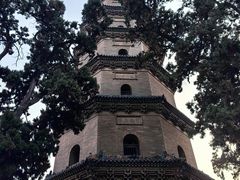 -合肥滨湖国家森林公园