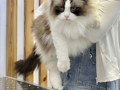 -青奢宠物·青奢猫舍