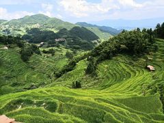 -紫鹊界梯田景区