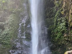-莫里热带雨林景区