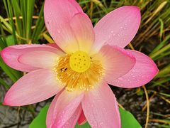 -武清南湖绿博园