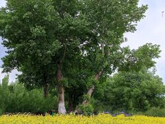 -长白岛森林公园