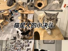 -楼上猫咖(罗湖店)