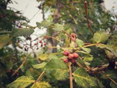 -众旺烙糕宴(悼陵监店)