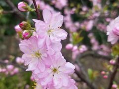 -大宁郁金香公园-停车场