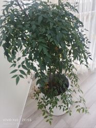 -HEYAN荷妍专业脱毛连锁机构