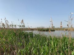 -盐城丹顶鹤湿地生态旅游区