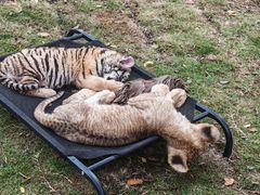 -西霞口神雕山野生动物世界