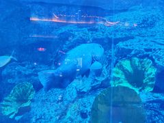 -迪拜水族馆及水下动物园
