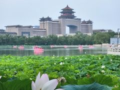 -莲花池公园