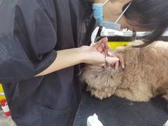 -优缇多格专业宠物美容师培训学校