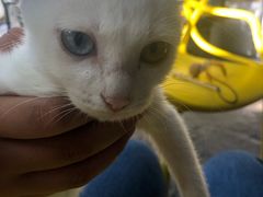 -喵屿·大理花园猫咖