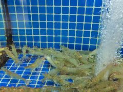 -碧海银沙海鲜餐厅(恒大海上威尼斯店)