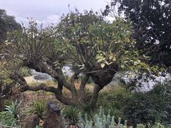 -墨尔本皇家植物园