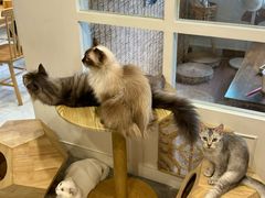 -楼上猫咖(罗湖店)