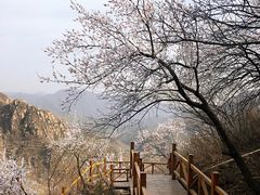 -大岭沟猕猴桃谷风景区