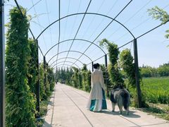 -上海长兴岛郊野公园