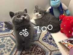 -喵zoo家庭繁育猫舍(尖东智能花园店)