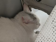 -瑞派宠物医院·犬猫全科·猫友好(宾水西道店)