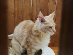-龟与熊猫宠物公园(南坪店)