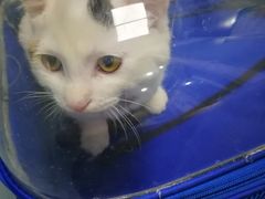 -纳吉亚猫专科动物诊疗中心(蒋宅口分院)