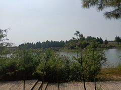 -合肥滨湖国家森林公园