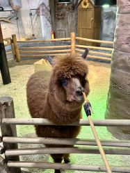 -Zoolung Zoolung动物主题公园(海信广场店)