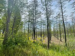 -泗洪洪泽湖湿地景区