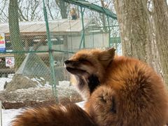 -宫城藏王狐狸村