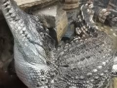 -上海大自然野生昆虫馆(东方明珠·爬宠昆虫探索中心)