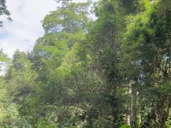 -中国科学院西双版纳热带植物园