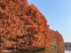 -上海海湾国家森林公园