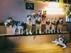 -Husky Go! 哈士奇体验馆·宠物咖啡厅狗咖