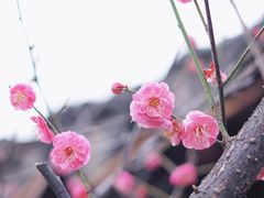 -八大山人梅湖景区