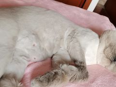 -猫的天空之城概念书店(苏州诚品店)