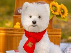 -萌宠之家·腊肠犬·马尔泰·小体犬舍