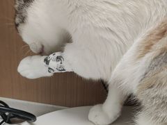 -瑞派康怡24h宠物医院·犬猫医疗中心·微创绝育(瑞景分院)