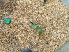 -怪兽屋·羊驼·猫咖·狗咖(俊华广场店)