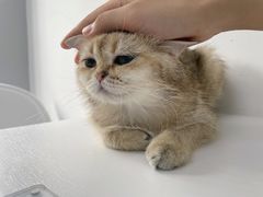 -喵的天空名猫咖啡馆·撸猫·猫舍·用品