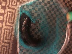 -古城苗家土菜馆(河景餐厅店)