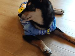-南京Hallo宠物乐园·哈罗犬舍·柴犬繁育基地