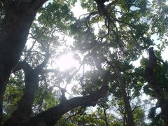 -中国科学院西双版纳热带植物园