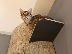 -啵啵喵·猫咖(攀华国际店)